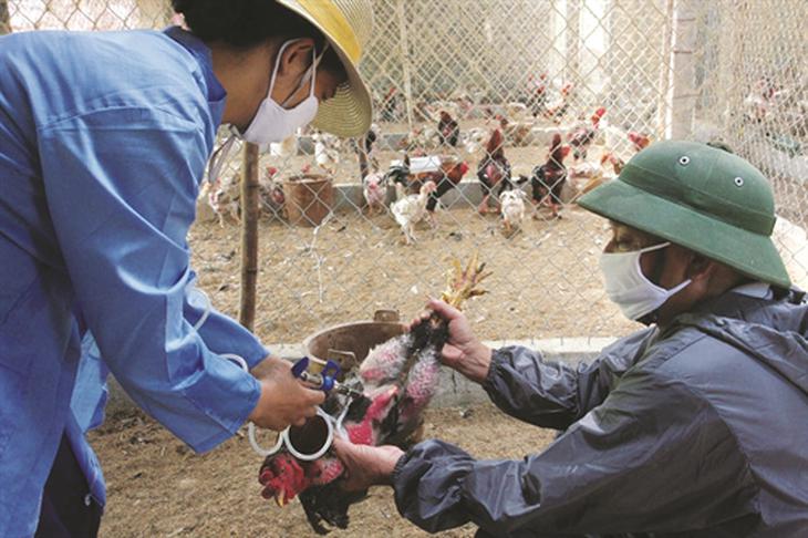 Tiêm phòng cho vật nuôi để phòng chống dịch bệnh.