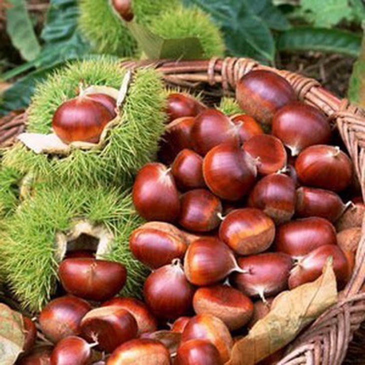 Hạt dẻ chữa đau lưng mỏi gối, khỏe tỳ vị, tăng cường sức khỏe.