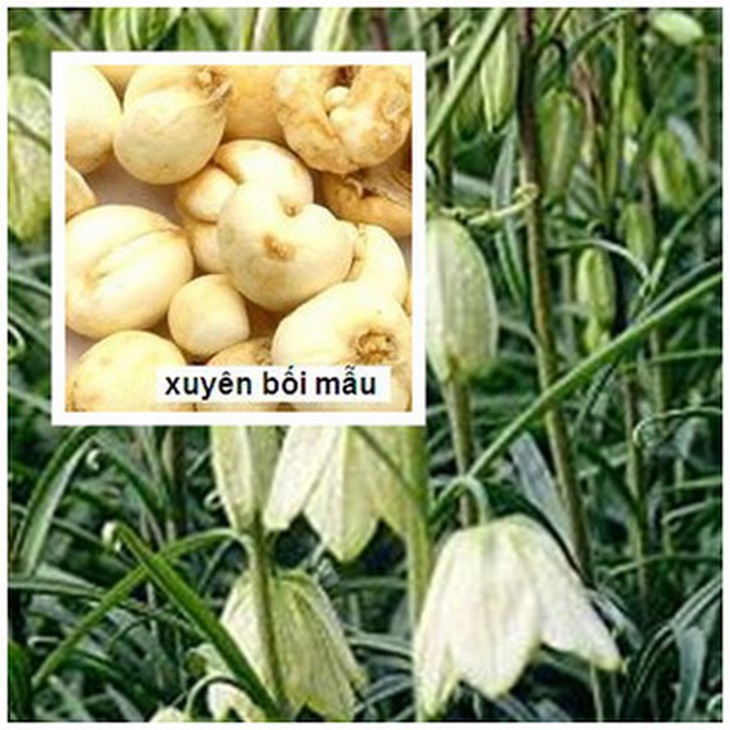 Xuyên bối mẫu trị ho nhiều, đờm nhiều do phế nhiệt (viêm phế quản, viêm phổi).