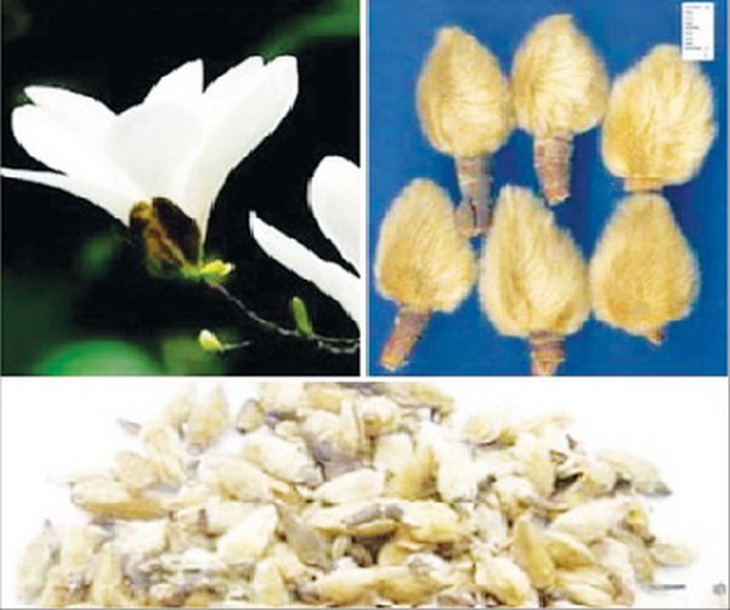 Mộc bút hoa (tân di hoa) trị cảm mạo, đau đầu, nghẹt mũi.