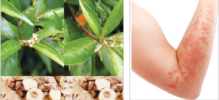 Khổ sâm tác dụng thanh nhiệt, táo thấp, khu phong, sát trùng, chữa bệnh lỵ nhiệt ra máu, chàm, ghẻ lở...