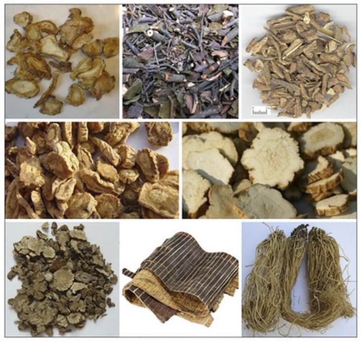 Một số vị thuốc trong bài thuốc Độc hoạt tang ký sinh.