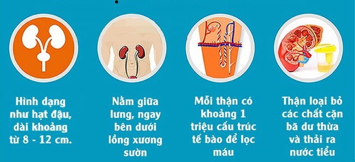 Cấu tạo và chức năng của thận.