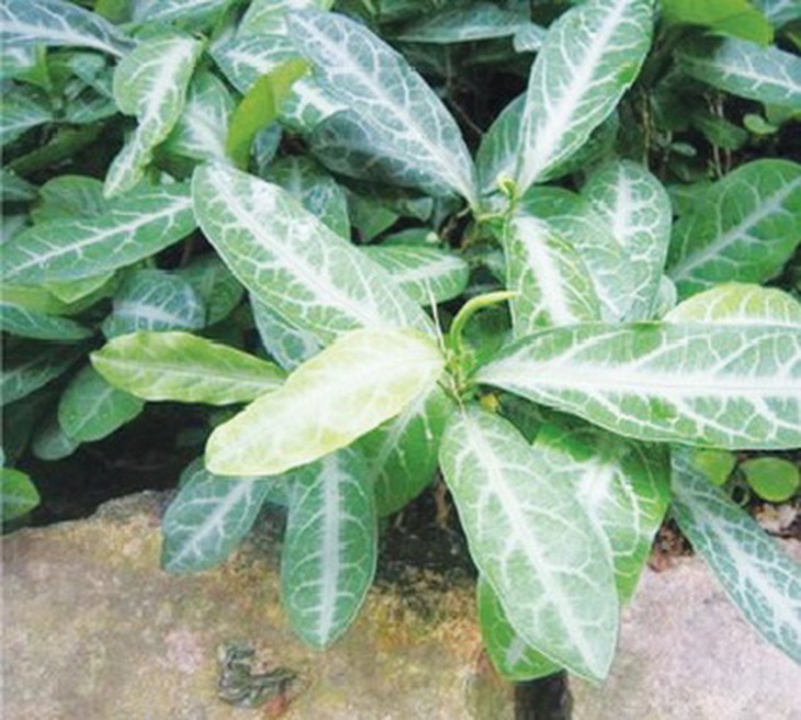 Cây đơn lưỡi hổ.