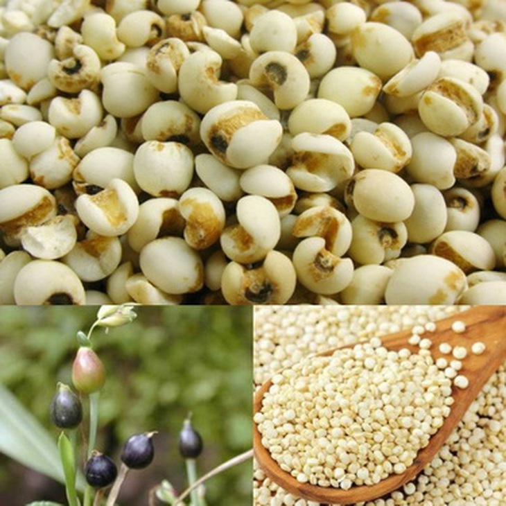Hạt ý dĩ kiện tỳ, trừ thấp