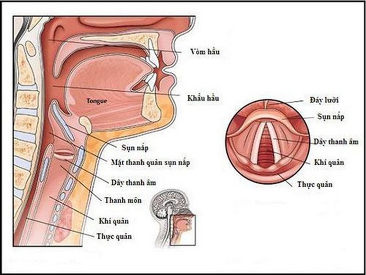 Cấu tạo của thanh quản.