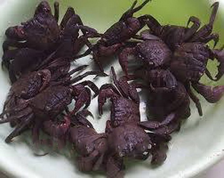 Con ba khía gắn liền với đời sống người dân Cà Mau.