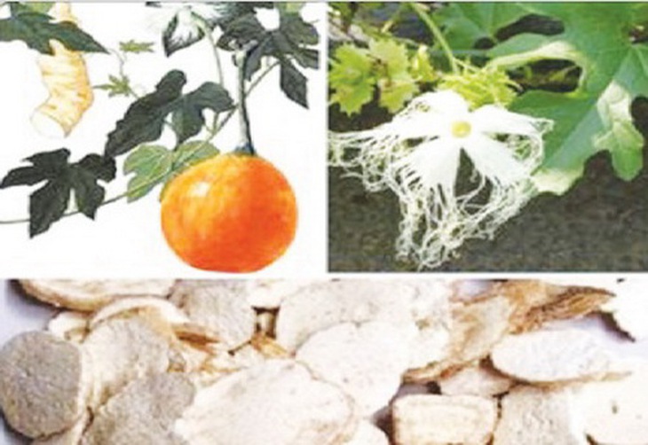 Thiên hoa phấn (rễ khô của cây qua lâu) trị đái tháo đường.