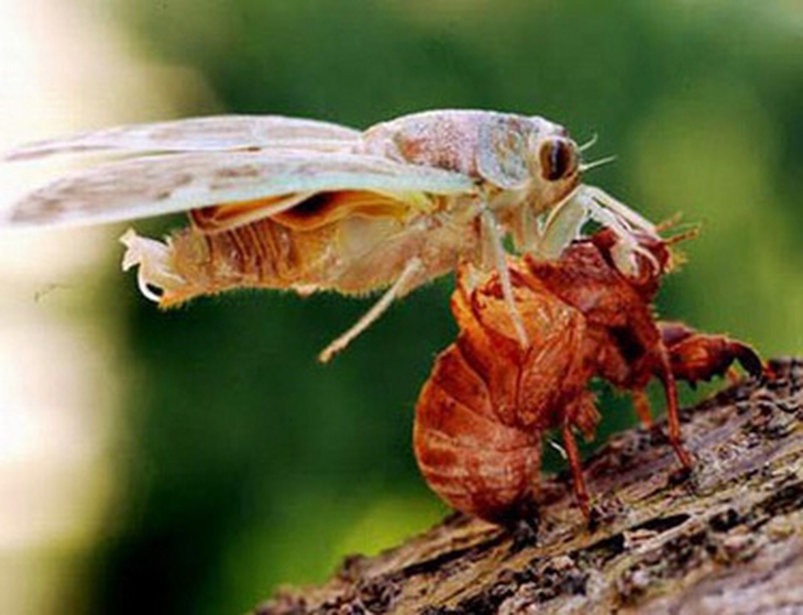 Xác ve sầu làm thuốc