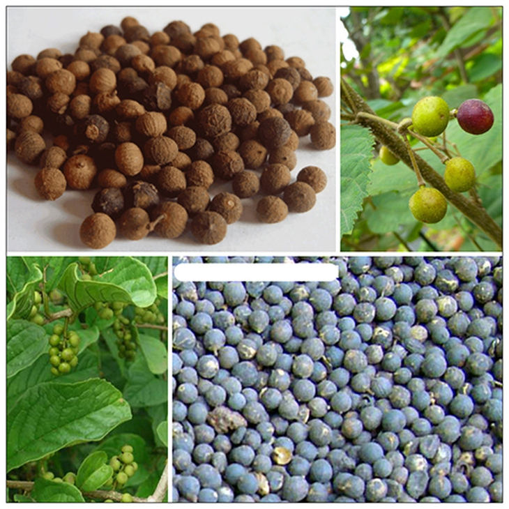 Phỉ tử (hạt già khô của cây chua ngút) chữa đau bụng do giun đũa, sán tích đọng, trẻ em cam tích, người táo bón, trĩ...