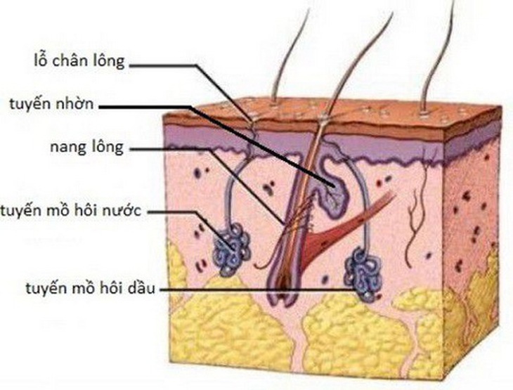 Hình ảnh tuyến mồ hôi.