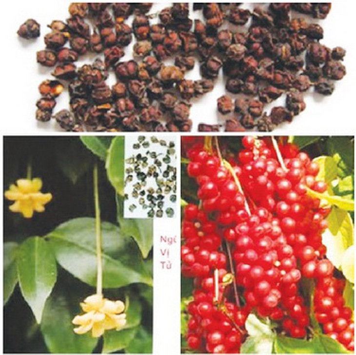 Ngũ vị tử là vị thuốc trong bài “Mạch vị địa hoàng hoàn” chữa phế thận âm hư, ho khan, ho ra máu, người nóng, ra mồ hôi trộm, cơ thể suy nhược…