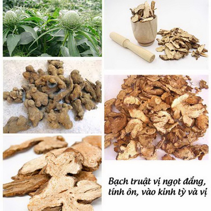 Vị thuốc bạch truật trong bài thuốc điều trị trĩ nội