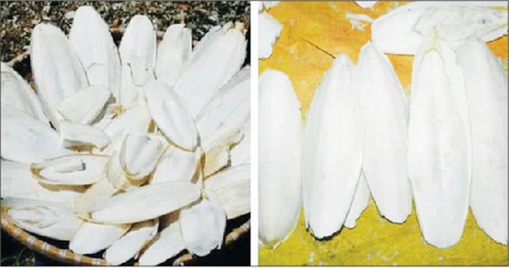 Mai mực phơi khô chữa viêm dạ dày
