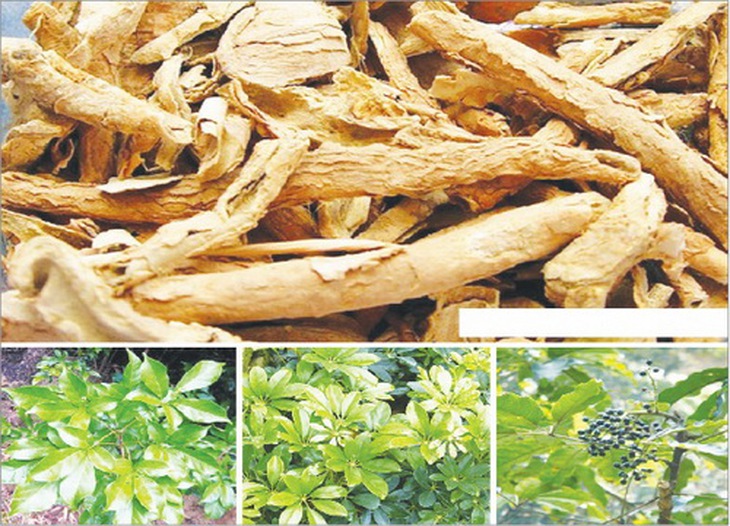Ngũ gia bì trừ thấp, cường kiện gân cốt