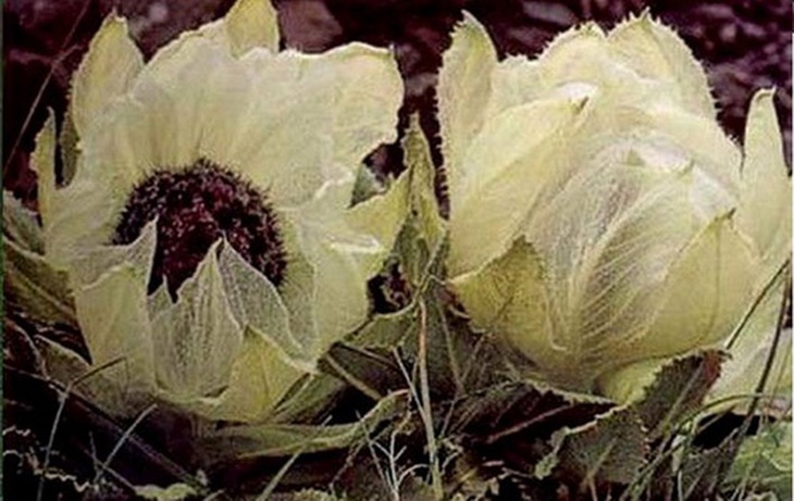 Tuyết liên hoa.