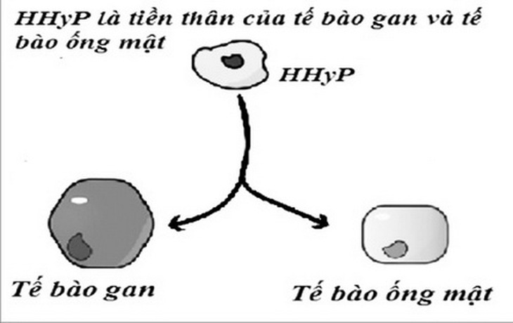 Phát hiện mới giúp tái tạo gan bị tổn thương mà không cần ghép gan.