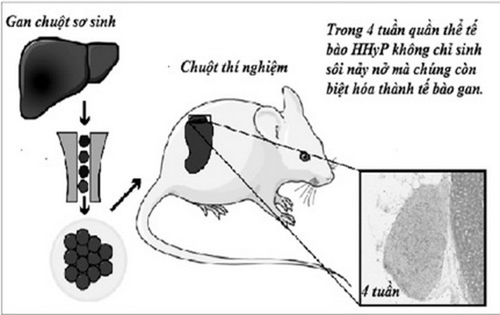 Phát hiện mới giúp tái tạo gan bị tổn thương mà không cần ghép gan.