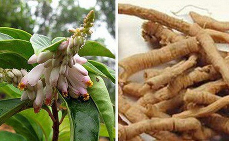 Viễn chí (dây ruột gà) tác dụng dưỡng tâm, an thần, chữa hồi hộp mất ngủ, tâm thận bất giao, động kinh,...