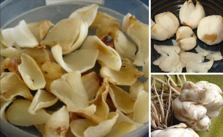 Vị thuốc bách hợp thường làm thuốc bổ, chữa ho...