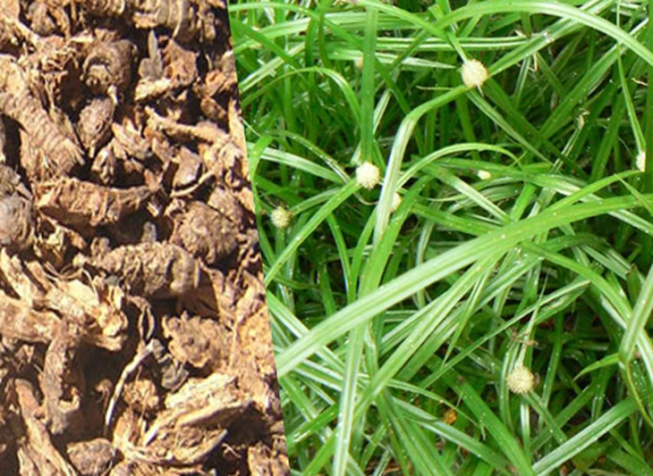 Củ gấu (hương phụ) tác dụng khai uất điều kinh giảm đau; trị đau tức vùng ngực bụng, không tiêu, kinh nguyệt không đều...