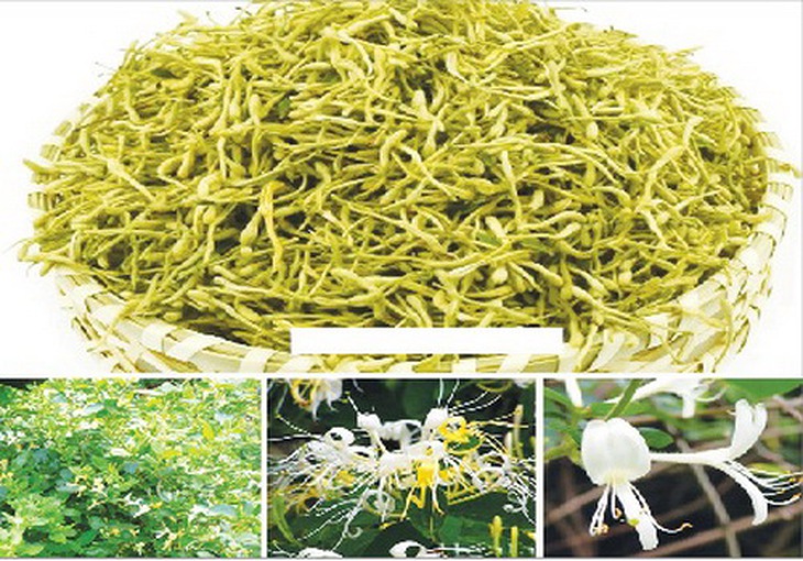 Ngân hoa là vị thuốc trong bài Gia vị Ngân kiều tán trị bệnh TCM.