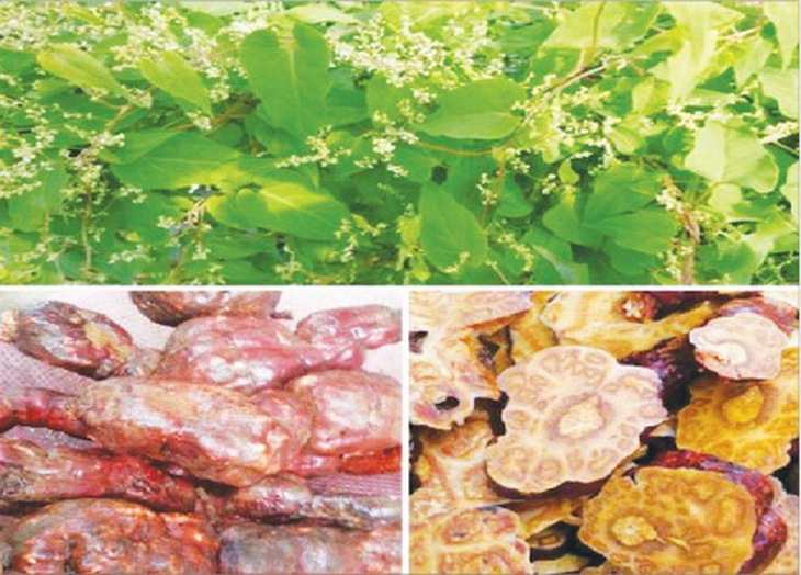 Hà thủ ô chế là vị thuốc trị huyết áp thấp thể dương hư.