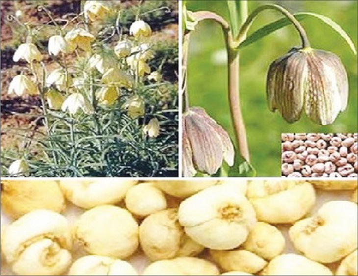 Vị thuốc xuyên bối mẫu trong bài thuốc “Tang hạnh thang” có công dụng sơ phong, nhuận phế.