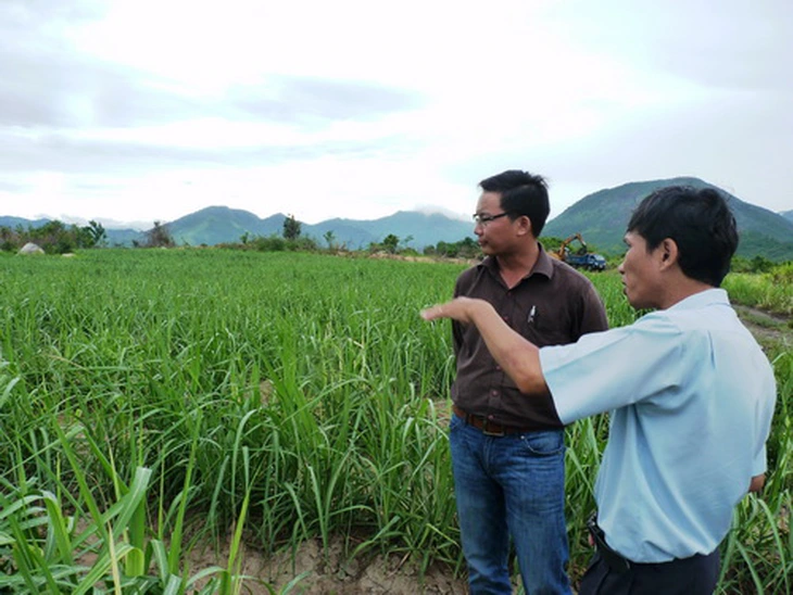 Những cánh đồng mẫu lớn mở ra hy vọng thoát nghèo của hàng ngàn người dân vùng sâu.