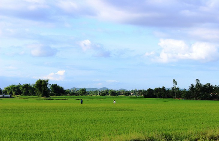 Những cánh đồng thẳng cánh cò bay.