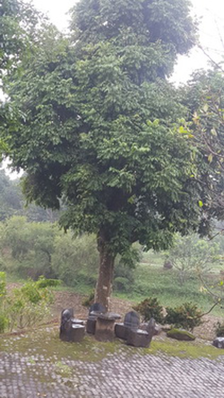 Vườn cây tại nhà ông Quang tại Lương Sơn, Hòa Bình.