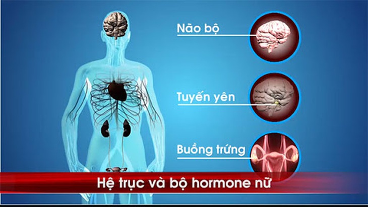 Lạm dụng sextoy dễ gây rối loạn tuyến yên - buồng trứng.