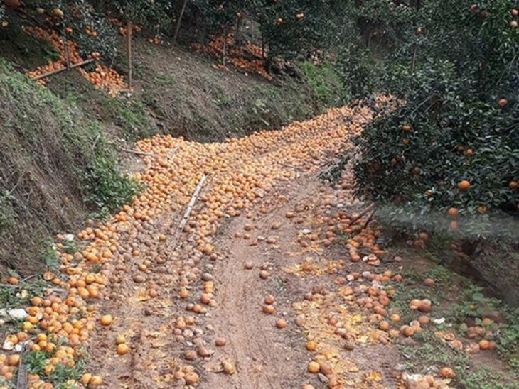 Cam rụng, dân khóc ròng