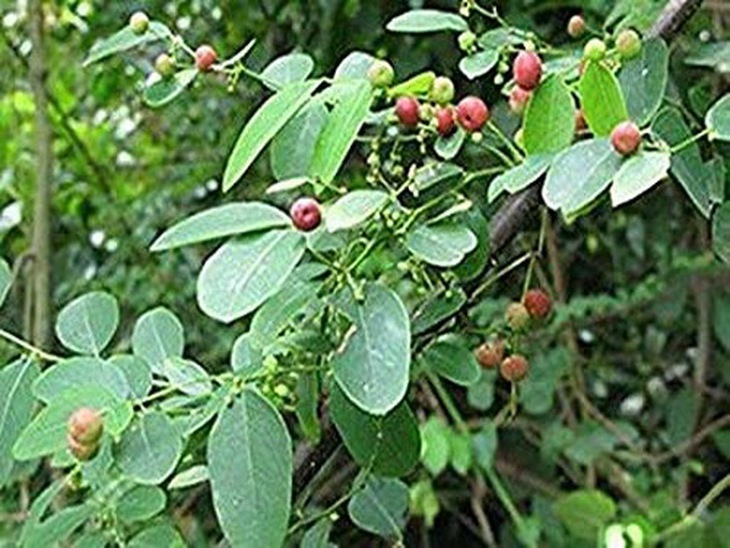 Phèn đen làm thuốc cầm máu, chữa nhọt độc, viêm cầu thận, lỵ tiêu chảy.