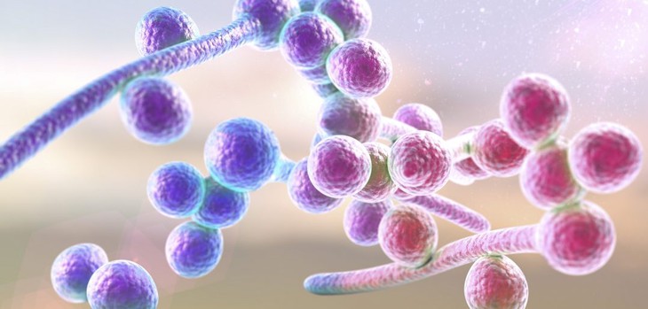 Nấm Candida albican gây bệnh nấm âm đạo.