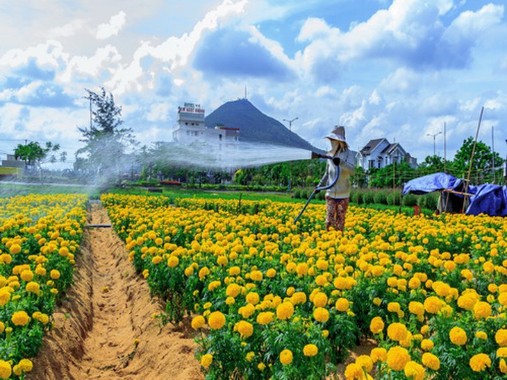 Từ vùng đất bị giặc càn, quanh chân Chóp Chài ngày nay các làng hoa đã phát triển rực rỡ.