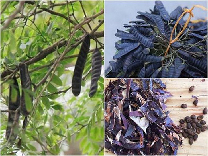 Gai và quả bồ kết có tác dụng chữa nhiều bệnh.