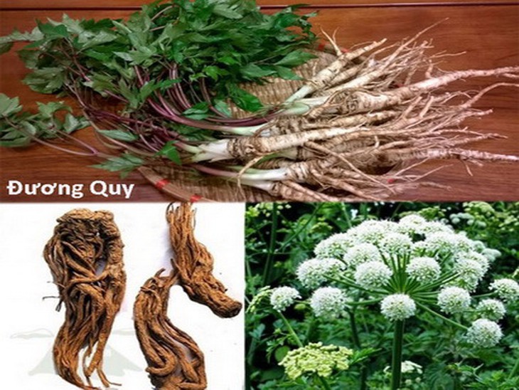 Đương quy là vị thuốc trong bài Thập toàn đại bổ trị ôn dịch giai đoạn hồi phục, hết sốt, người còn mệt mỏi, chính khí hư yếu.
