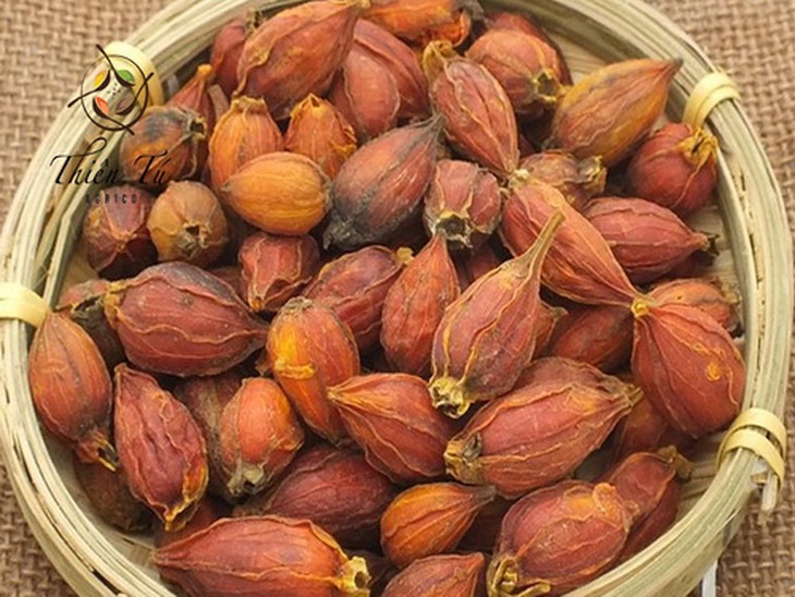 Dành dành được người chơi cây cảnh rất ưa chuộng, quả dành dành (sơn chi tử) là vị thuốc quý trị nhiều bệnh.