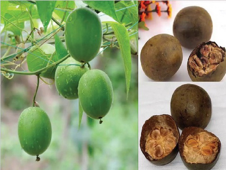 Cháo quả la hán: Thanh phế tiêu đờm, trị các chứng ho có đờm, viêm họng mạn tính, viêm khí quản...