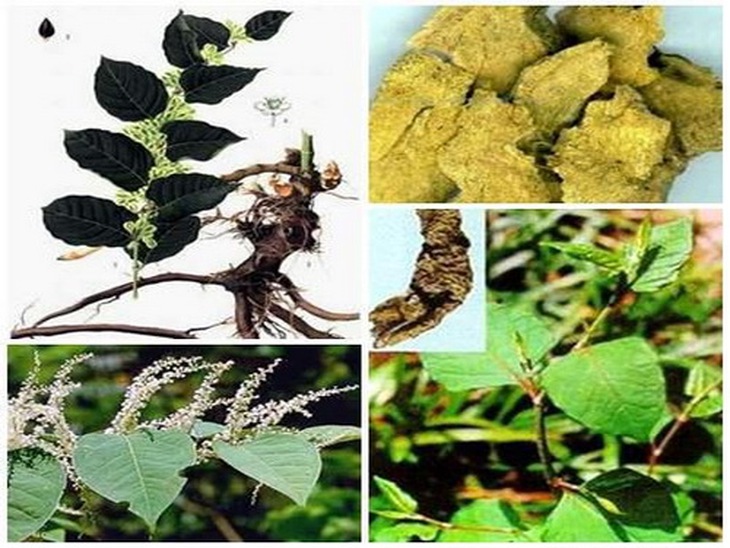 Cốt khí củ tác dụng khu phong trừ thấp, thông kinh giảm đau, trị đau lưng, phong thấp...