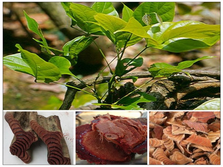 Vị thuốc kê huyết đằng hoạt huyết, sinh huyết.