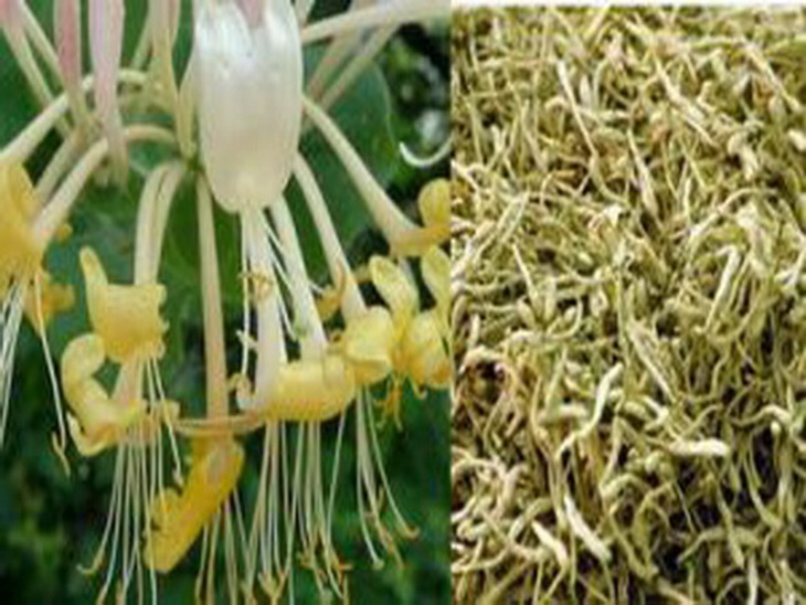 Kim ngân hoa (hoa khô của cây kim ngân).