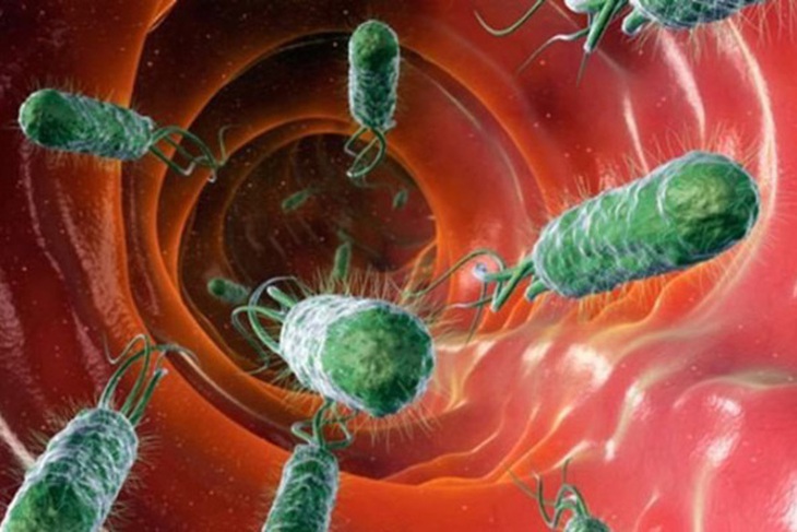 Vi khuẩn E.Coli gây bệnh cho người qua đường tiêu hóa.