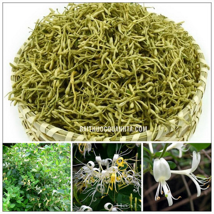 Kim ngân hoa là vị thuốc trong bài “Ngân kiều tán” trị bệnh ôn dịch khi mới phát.