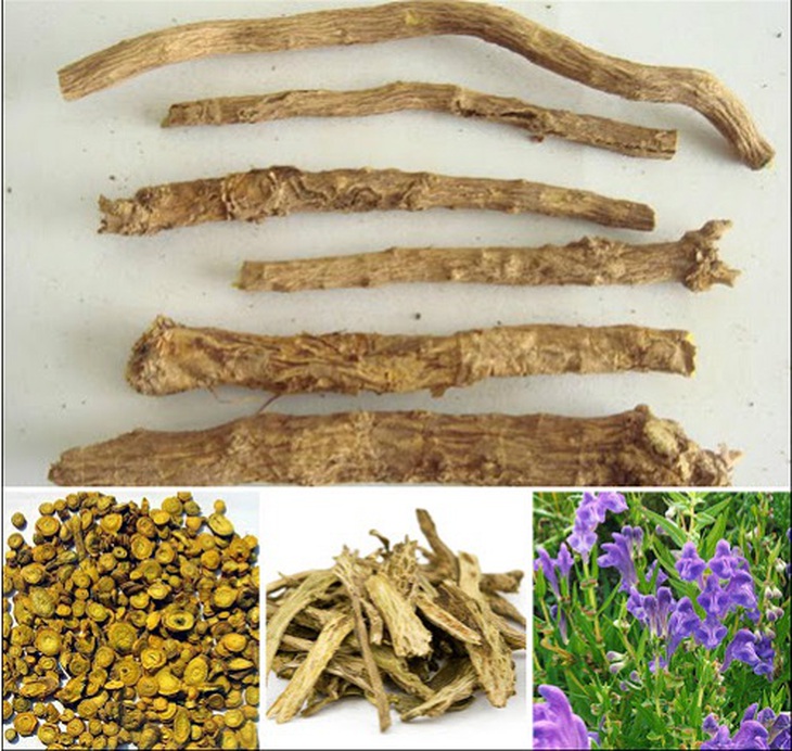 Hoàng cầm là vị thuốc trong bài Đạt nguyên ẩm trị ôn dịch và sốt rét.