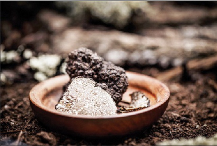 Nấm Truffle được xem là “chất gây nghiện” trong ẩm thực bởi vị ngọt đặc trưng và mùi thơm kỳ lạ.
