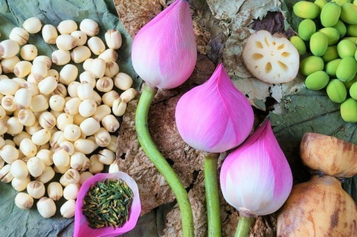 Không chỉ đẹp, đem lại giá trị kinh tế, mà tất cả các bộ phận của cây sen đều có thể làm thực phẩm và làm thuốc.
