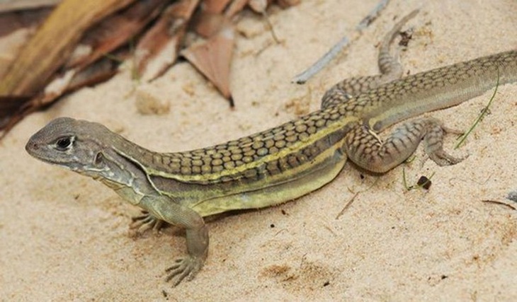 Nhông cát giống thằn lằn.