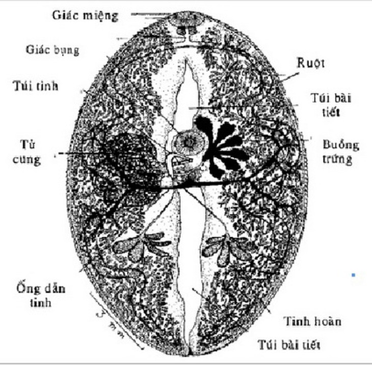 Hình thể sán lá phổi trưởng thành.